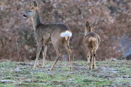 Los corzos escarchados de Muntanyola.