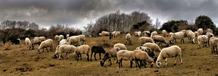 Las inundaciones por el temporal Daniela en Grecia han dejado a miles de animales sin zonas donde pastar