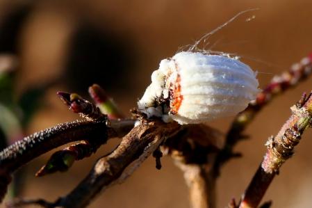 La cochinilla algodonosa.