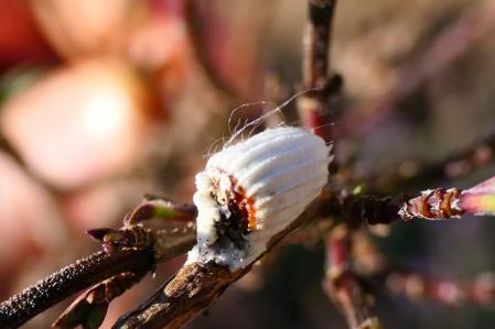 La cochinilla algodonosa.