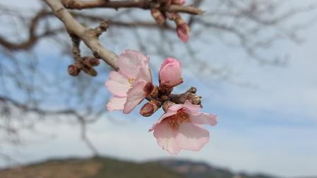 Almendro en flor en el Pla del Bonaire.