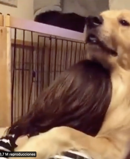 La reacción del animal ha conquistado a las redes con más de seis millones de visitas