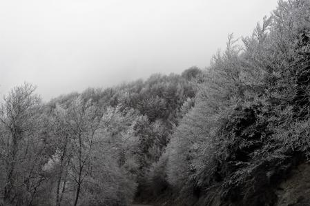 Cencellada en el Cabrerès.