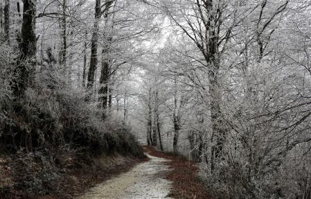 Cencellada en el Cabrerès.