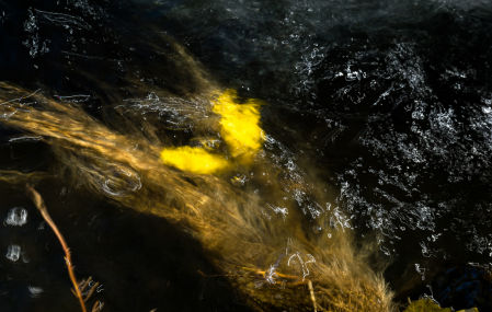 Bosque encantado de Lugros.