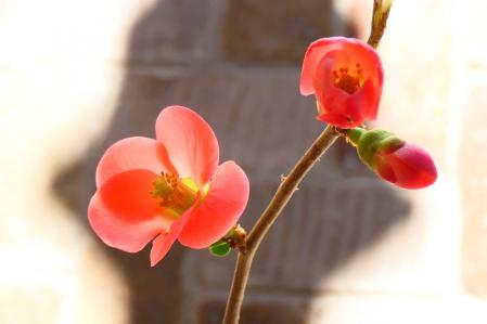 Membrillo japonés del monasterio de Pedralbes de Barcelona.