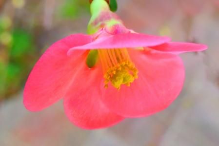 Membrillo japonés del monasterio de Pedralbes de Barcelona.