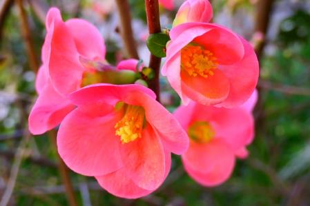 Membrillo japonés del monasterio de Pedralbes de Barcelona.