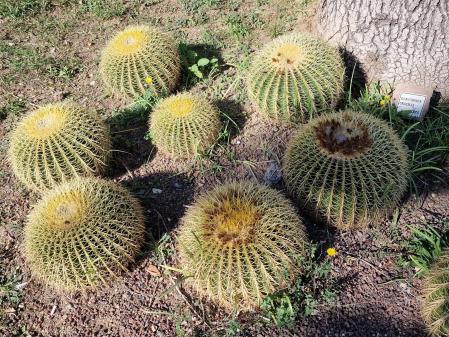 Cactus en Montjuic.