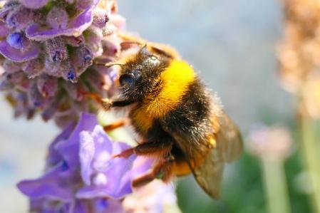 Abejorro retratado en detalle en una flor en el monasterio de Pedralbes.