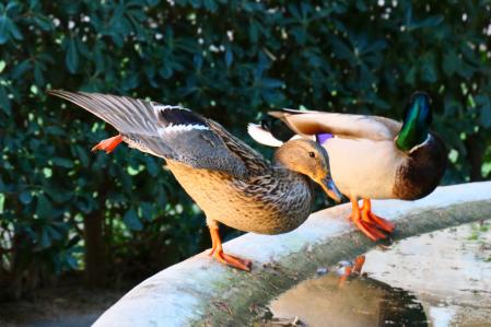 El regreso de Cuaca al monasterio de Pedralbes.