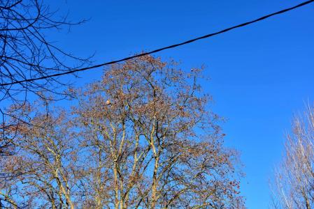 Nido de avispa asiática en los alrededores del pantano de Vallvidrera.