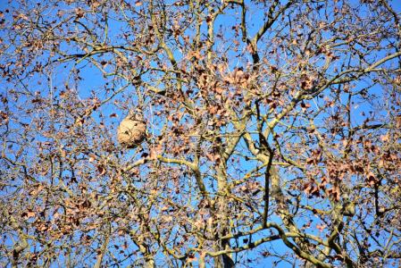 Nido de avispa asiática en los alrededores del pantano de Vallvidrera.
