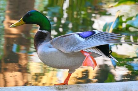Precioso, nueva pareja de Cuaca.