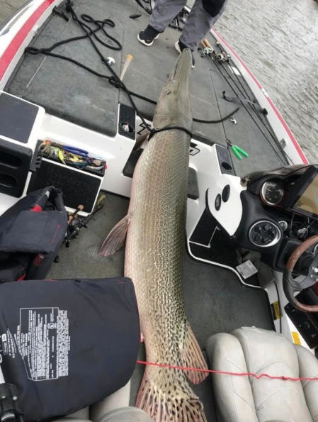 El enorme pez en el bote