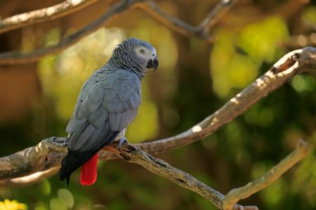 Graupapagei, (Psittacus erithacus timneh), adult auf Baum, Afrika

Grey Parrot, (Psittacus erithacus timneh), Africa

Grey Parrot, (Psittacus erithacus timneh), adult on tree, Africa

Grey Parrot, (Psittacus erithacus timneh), adult, adults, tree, tre