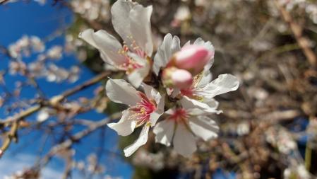 La flor del almendro, en Viladecavalls.