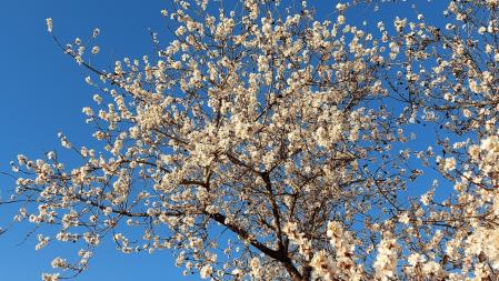 Almendro en flor en Sant Martí de Sarroca.