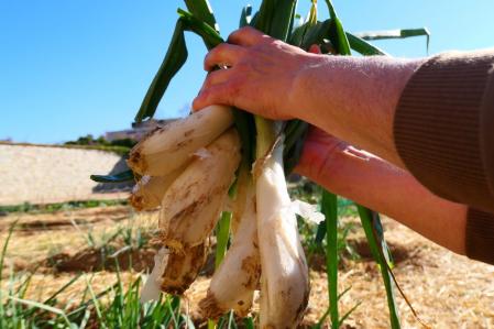 Calçots en el huerto del monasterio de Pedralbes de Barcelona.