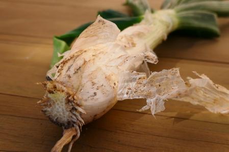 Calçots en el huerto del monasterio de Pedralbes de Barcelona.
