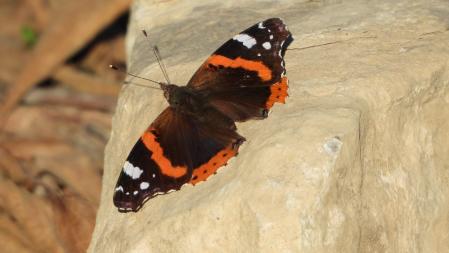 La mariposa que estamos buscando, en detalle.