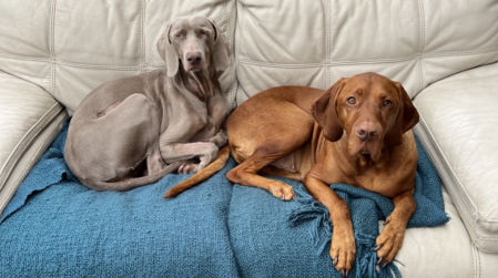 Gracias a una recaudación de GoFundMe, Jaxon Feeley ha podido pagar el tratamiento de su perro sin tener que arruinarse