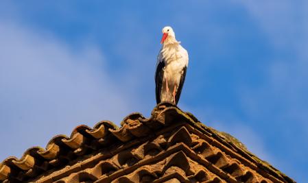 Cigüeñas de paso en Olost.