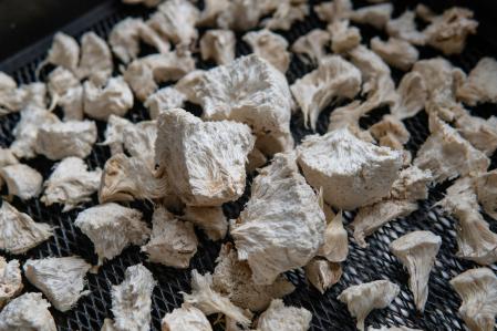 'Hericium erinaceus' deshidratado