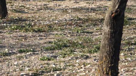 Reto visual: ¿Cuántos pájaros eres capaz de ver?
