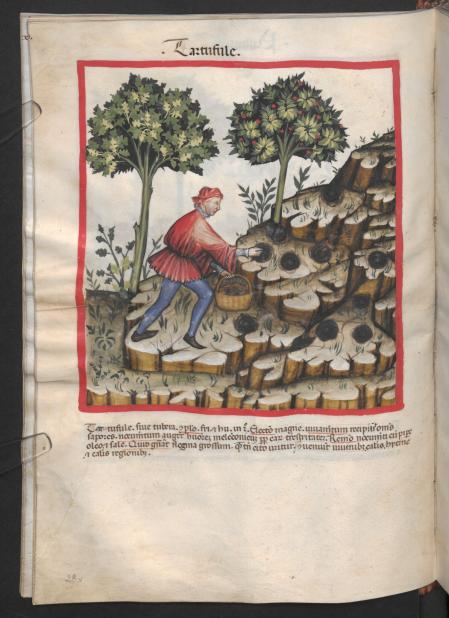 Ilustración de un hombre recolectando trufas de la obra 'Tacuinum sanitatis in medicina'