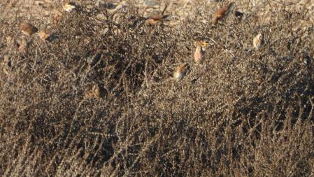 Reto visual: ¿Cuáles son los jilgueros y cuáles los pinzones vulgares?