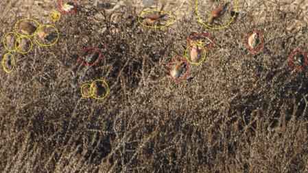 Solución al Reto visual de los jilgueros y los pinzones.