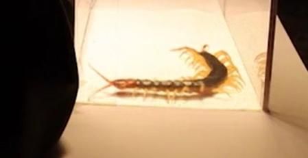 Uno de los ejemplares en una de las pruebas en laboratorio  .