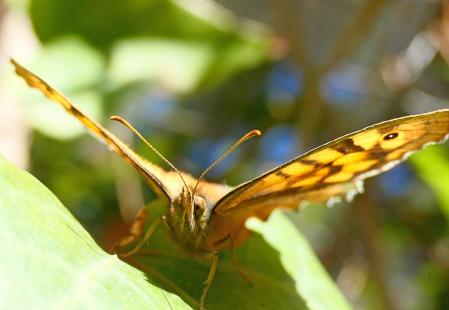 Mariposa maculada en Pedralbes.