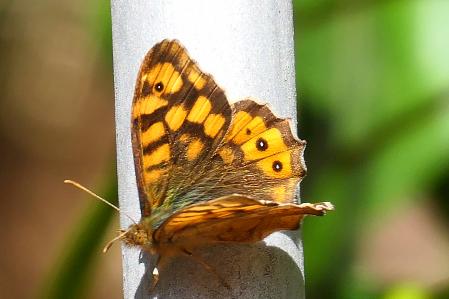 Mariposa de los muros donde se observan sus colores.