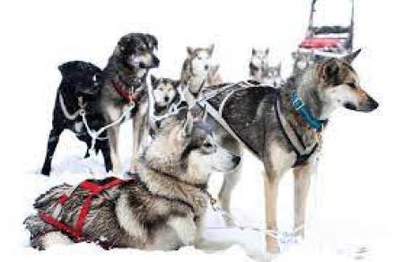 El mushing, práctica muy habitual en los países nórdicos, se ha hecho un hueco en las estaciones españolas