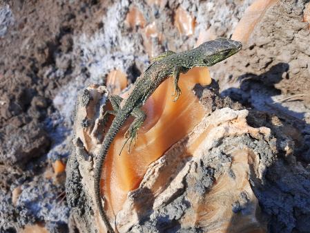 Lagartija reposando sobre una roca salina en Cardona.