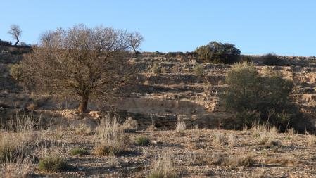 Reo visual: ¿Cuántos conejos puedes localizar?
