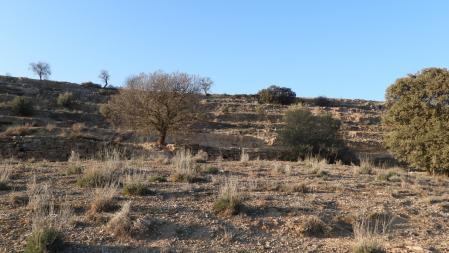 Reo visual: ¿Cuántos conejos hay?