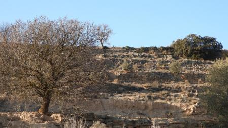 Reo visual: ¿Cuántos conejos eres capaz de ver en esta imagen?