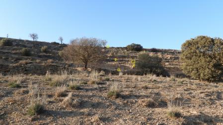 Solución al Reto visual de los conejos.