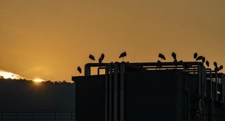 Cigüeñas en Sant Martí Sescorts.