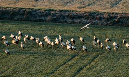 Cigüeñas en Sant Martí Sescorts.
