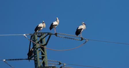 Cigüeñas en Sant Martí Sescorts.