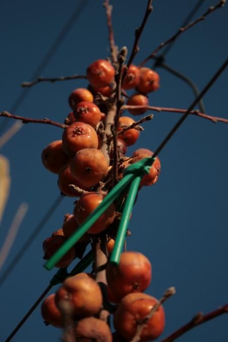 Detalles en los campos de invierno del Urgell.