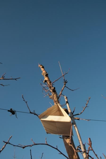 Detalles en los campos de invierno del Urgell.