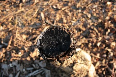 Detalles en los campos de invierno del Urgell.