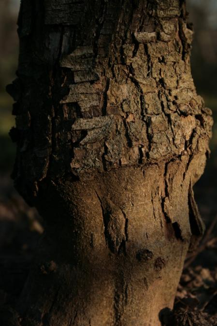 Manzanos en invierno en el Tarròs.