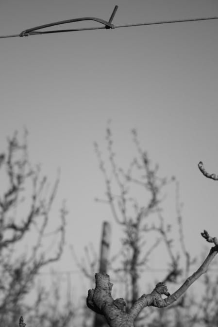 Manzanos en invierno en el Tarròs.