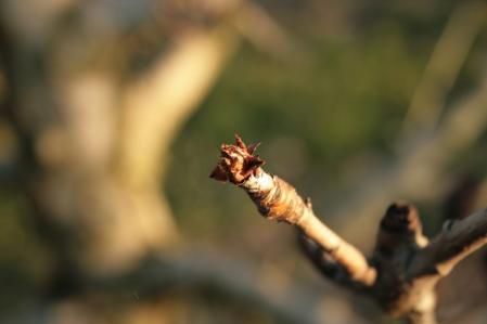 Manzanos en invierno en el Tarròs.